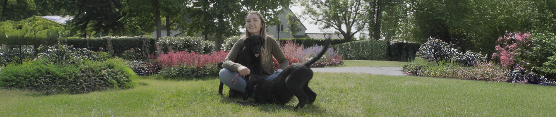compilatie van 3 beelden van sterrin en onze honden/pups