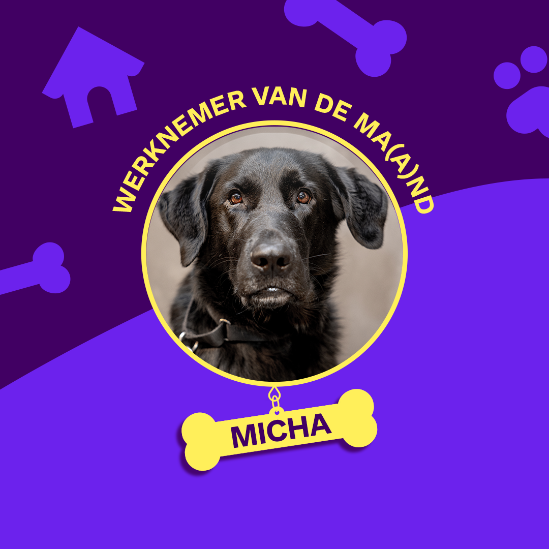 Blindengeleidehond Micha