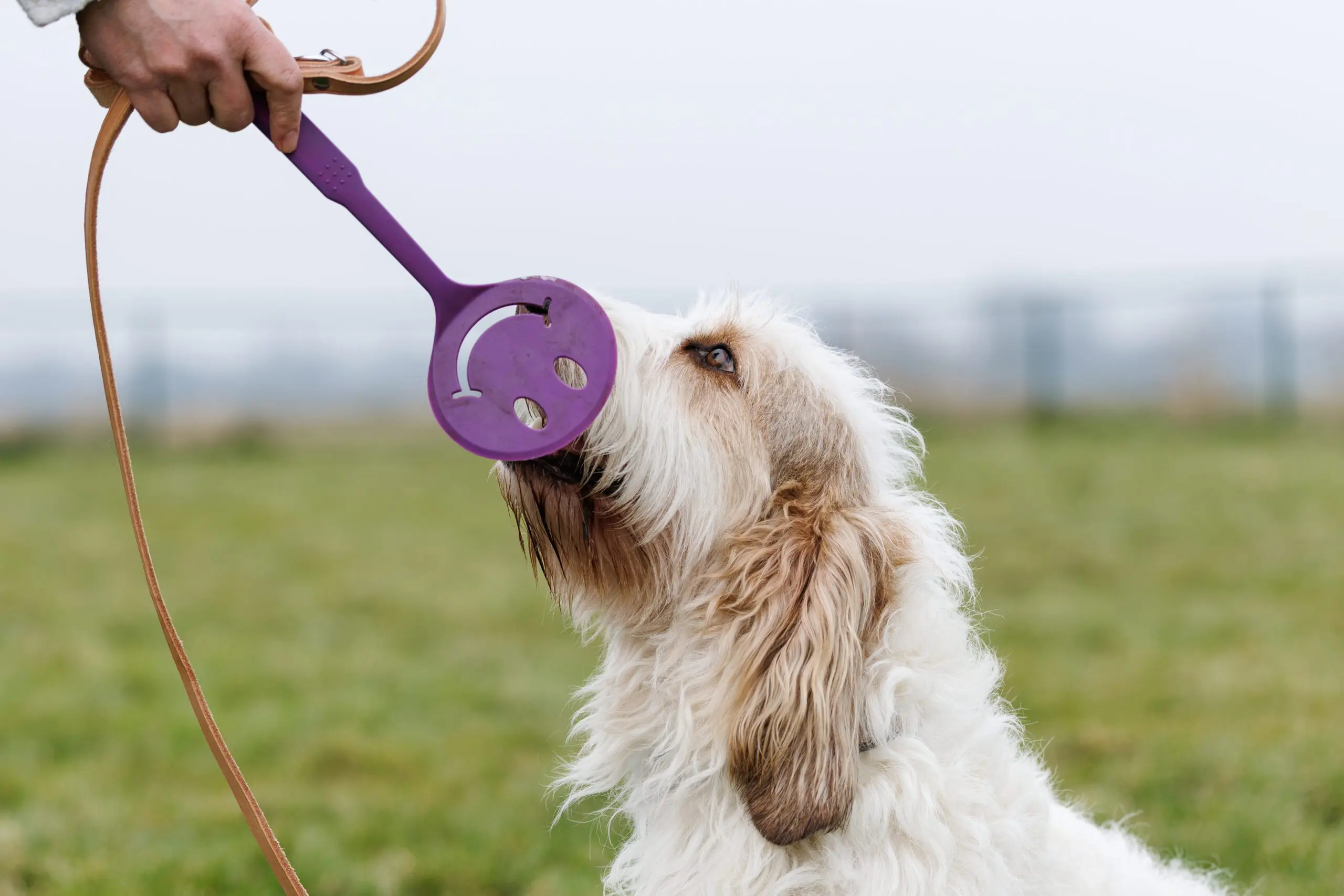 Hond tijdens de PAWS-workshop trekkend aan speeltuig