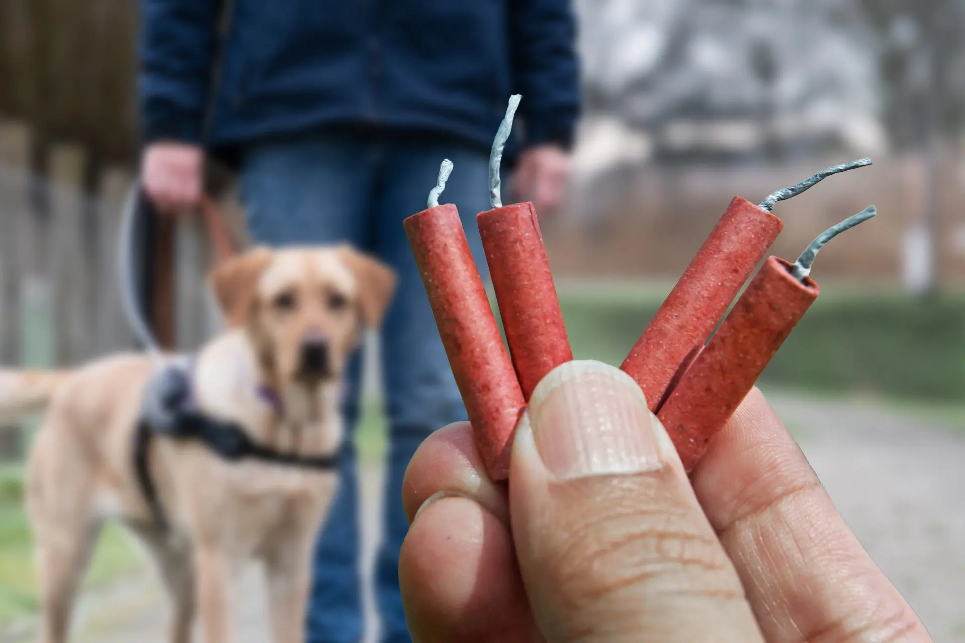 Een hulphond kijkt op afstand naar een hand die een paar vuurwerkrotjes vasthoudt