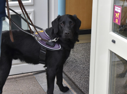 Zwarte hond staat bij geopende deuropening. Op de deur ernaast is een sticker met geleidehonden welkom geplakt