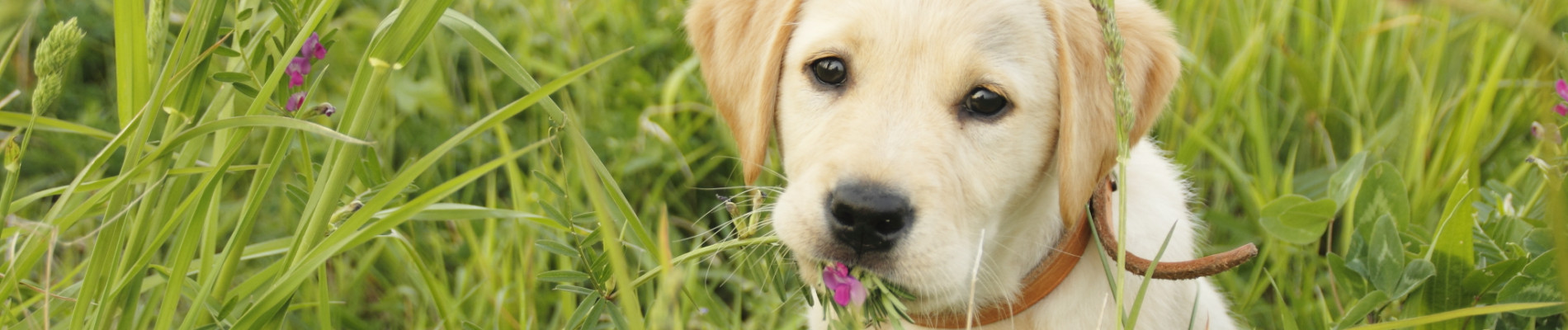 blonde pup in het gras