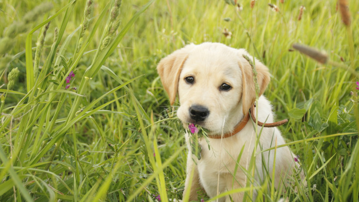blonde pup in het gras