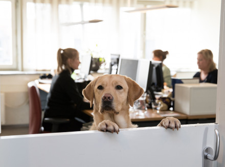 hond kijkt over het randje van een kantoor heen