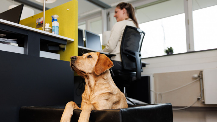 hond ligt in een mand naast een bureau in kantooromgeving. Erachter is een collega achter een beeldscherm aan het werk.