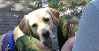 PTSS-assistentiehond kijkt in de lens