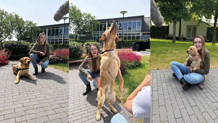 compilatie van 3 beelden van sterrin en onze honden/pups