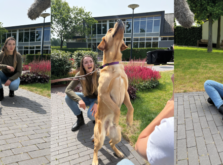 compilatie van 3 beelden van sterrin en onze honden/pups