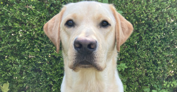 Hulphond in opleiding Alfie