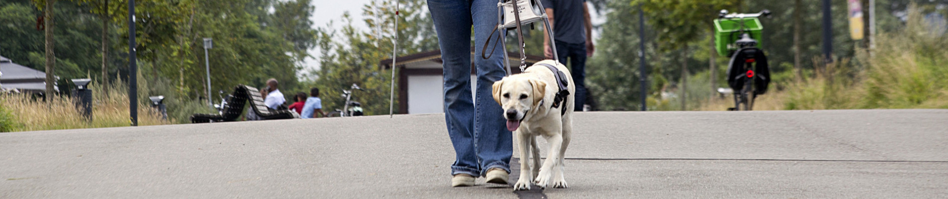 Pauline en blindengeleidehond Irsa steken samen een drukke weg over