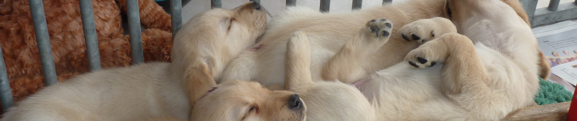 houten speelgoedwagentje met slapende pups