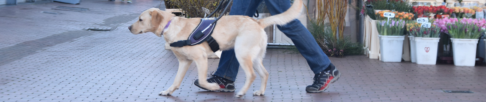 Blindengeleidehond op straat