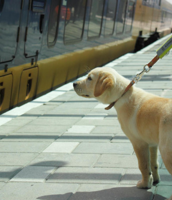 pup oefent op treinstation