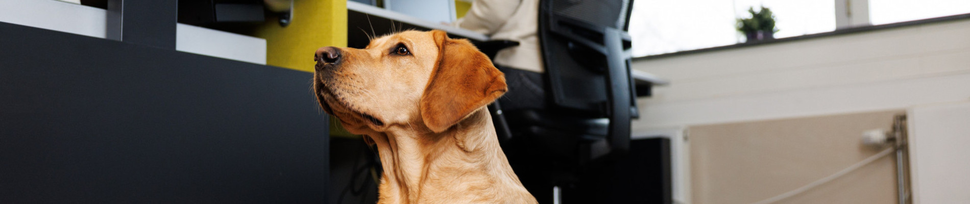 hond ligt in een mand naast een bureau in kantooromgeving. Erachter is een collega achter een beeldscherm aan het werk.