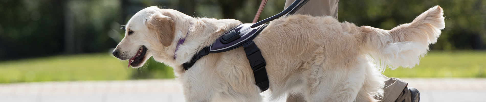 Blindengeleidehond begeleidt client over straat