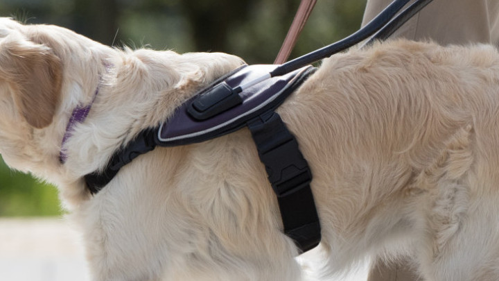 Blindengeleidehond begeleidt client over straat