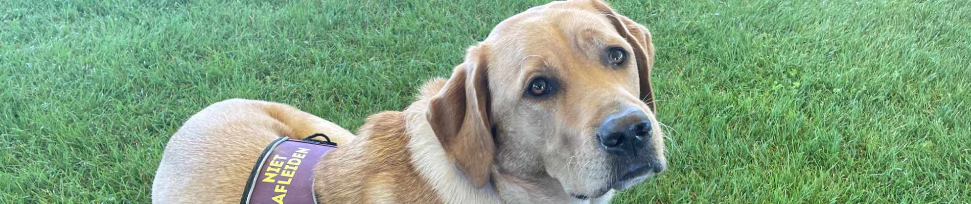 Foto van hond Famous liggend op een grasveld