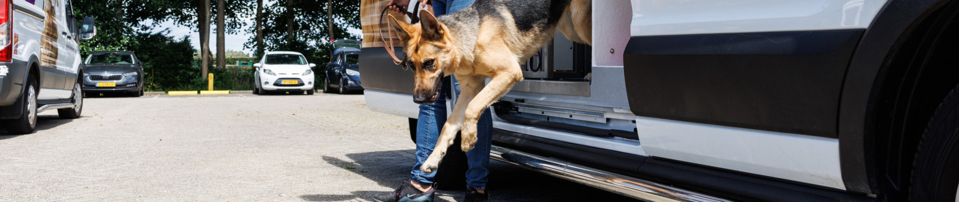 illustratie van auto van batman, een kngf-bus met hond achter het stuur, en auto van Wonder Woman