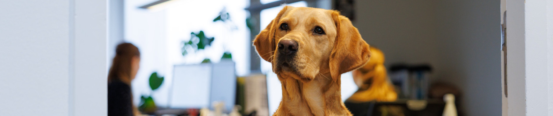 hond kijkt over het randje van een kantoor heen