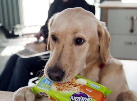 Assistentiehond in opleiding pakt een pak Sultana crackers van tafel voor instructeur in rolstoel