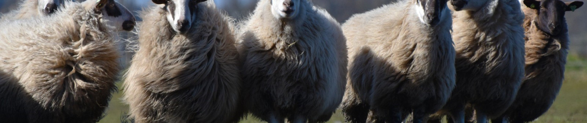 aantal wollige schapen op een rij met een blauwe lucht op de achtergrond
