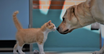 kitten en hond snuffelen aan elkaar