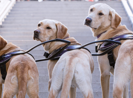 Drie blindengeleidehonden op een rij