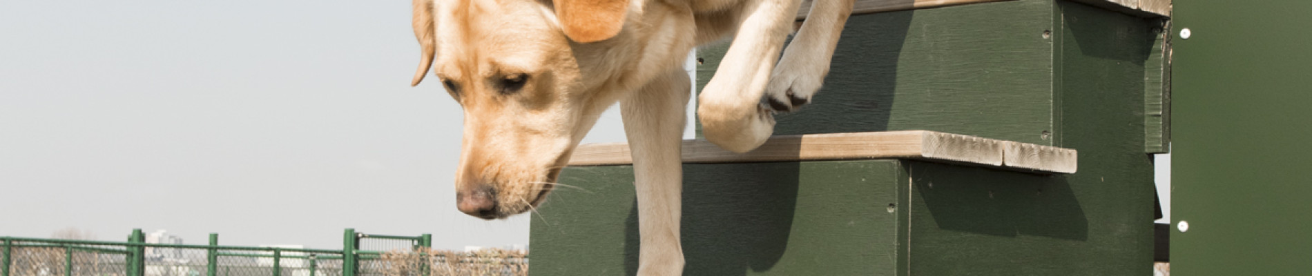 Een blonde geleidehond in opleiding loopt een hondentrainingstoestel af