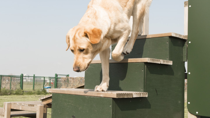 Een blonde geleidehond in opleiding loopt een hondentrainingstoestel af