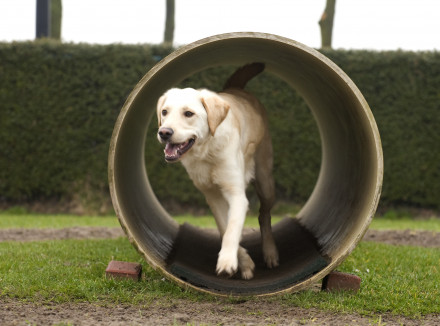 Een blonde labrador rent door een tunnel op een speelveldje