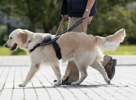 Blindengeleidehond begeleidt client over straat