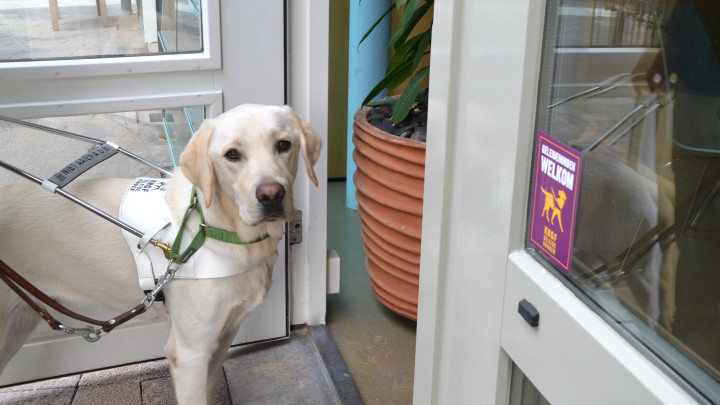 Geleidehond bij open deur met toegankelijkheidssticker