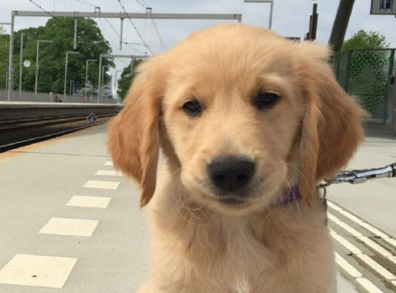 golden retriever pup op het station