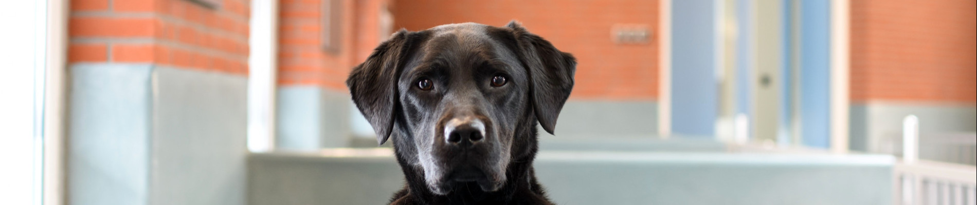 zwarte hond kijkt over randje in de kennel heen
