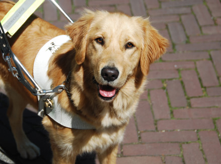 Een blindengeleidehond in tuig kijkt de camera in