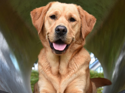 vrolijke blonde hond in een speelbuis