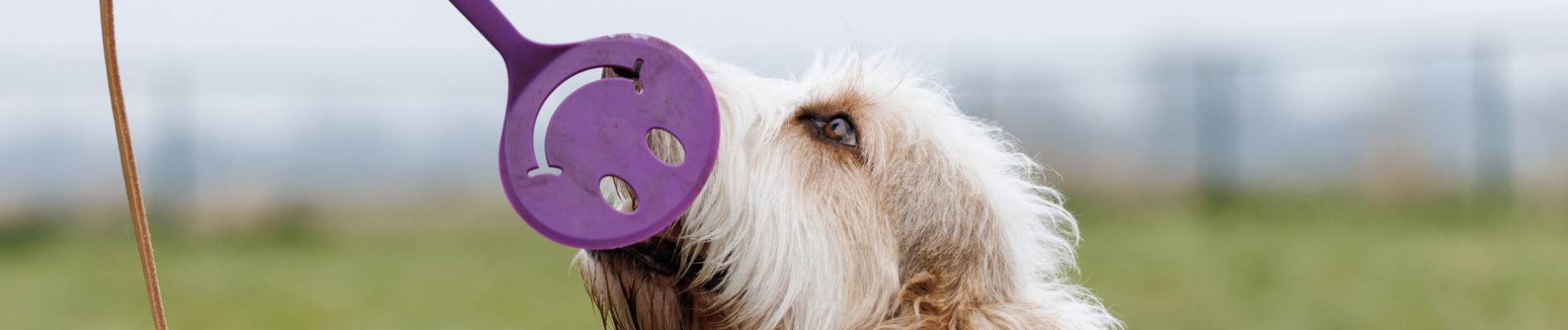 hond tijdens de paws- workshop
