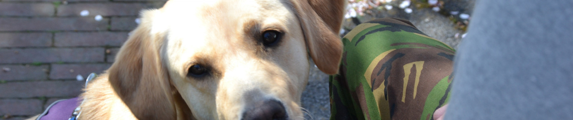 blonde hond zit tussen de benen van iemand met een legerbroek aan.