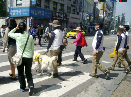 Geleidehondenbaas en zijn hond steken over op een druk zebrapad in Korea.