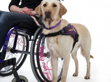 Een assistentiehond staat naast de rolstoel van zijn baas