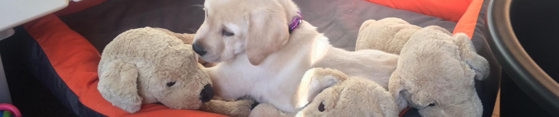 blonde pup in een mandje met knuffels