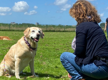 hond op grasveld met deelnemer aan de workshop