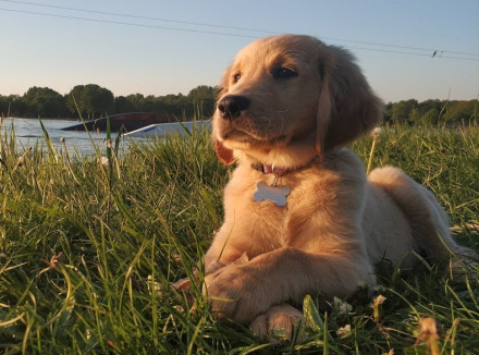 golden retriever pup ligt met voorpootjes over elkaar op het gras in de avondzon