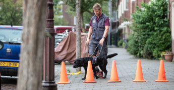 Een hulphond voert een oefening uit met pilonnen op straat