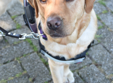 Blindengeleidehond in nieuw tuig kijkt op