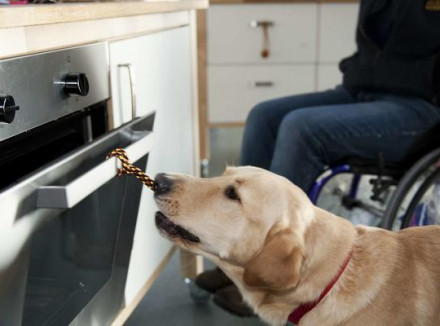 Hond opent oven voor baas in rolstoel in de keuken