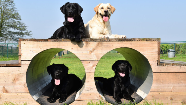 4 honden op een speeltoestel