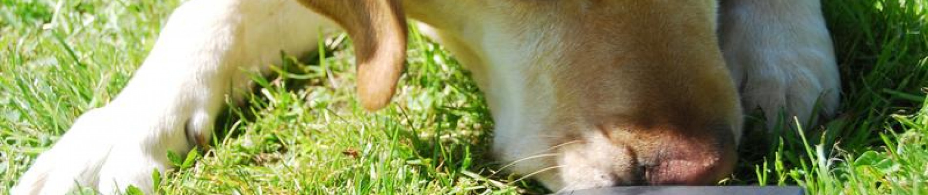 Blonde labrador snuffelt met zijn neus in een stapeltje oude mobieltjes