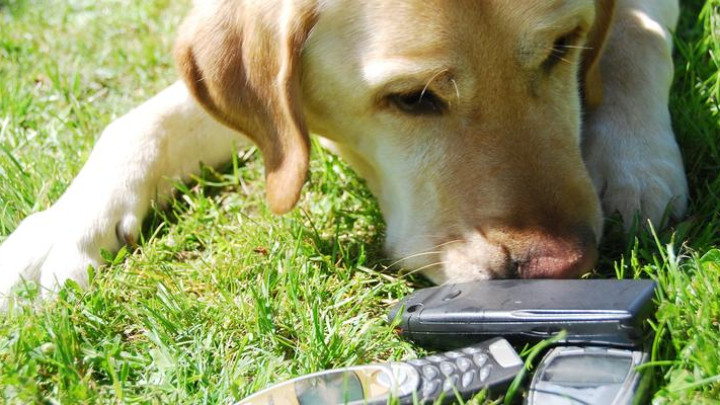 Blonde labrador snuffelt met zijn neus in een stapeltje oude mobieltjes