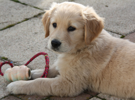 Blonde pup zit alleen op de stoep met een speeltje